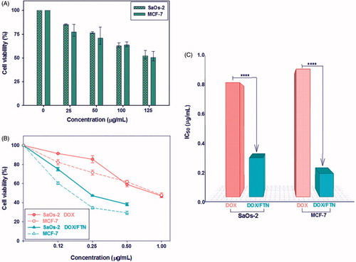 Figure 6. In vitro cytotoxicity evaluation of FTN, free DOX and DOX/FTN on SaOs-2 and MCF-7 cancer cell lines after 24 h using MTT assay. (A) The effect of FTN at different concentration (0–125 μg/mL) on the viability of cancer cells. It shows that the cell viability is more than 50% even at the high concentration of FTN (125 μg/mL), indicating their biocompatibility. (B) Anticancer efficiency of free DOX (circle symbols) and DOX/FTN (triangle symbols) at different concentration in which the DOX concentration is 0, 0.12, 0.25, 0.50 and 1 μg/mL. (C) The IC50 values of free DOX and DOX/FTN for SaOs-2 and MCF-7 cells indicate the superior anticancer efficiency of DOX/FTN. ****p < 0.0001 compared with free DOX.