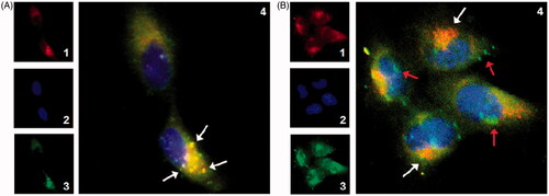 Figure 4. Intracellular delivery of the C6 labelled (A) PLGA NPs and (B) 20%As-PLGA NPs on Caco-2 cells after 1 h incubation observed by CLSM. The late endosomes and lysosomes were stained by LysoTracker Red. 1. Red fluorescence of lysosomes; 2. Blue fluorescence of nucleus; 3. Green fluorescence of C6; 4: overlay of 1–3. White arrows indicate the occasions of coincidence between the NPs and lysosomes; red arrows indicate NPs in the cytoplasm that circumnavigated lysosomes.