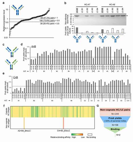 Figure 5. High-throughput screening for cLC hetero-IgGs by ncCSA