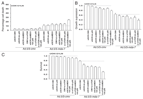 Figure 3 Ad.5/3-mda-7 lethality is enhanced by combined molecular inhibition of PI3K/MEK/mTOR pathways in UOK121LN cells. (A and B) UOK121LN cells were infected with empty vector control virus (Ad.5/3-cmv) or with viruses expressing MDA-7/IL-24 (Ad.5/3-mda-7); and in parallel transfected with empty vector control plasmid CMV or plasmids to express dominant negative forms of MEK1 or the p85 subunit of PI3K; or scrambled siRNA to siRNA to knock down mTOR. Forty-eight hours after infection cells were isolated and in (A) cell viability was determined by trypan blue exclusion assay and in (B) total cell numbers were counted in parallel and expressed in proportion to control cell growth (± SEM, n = 3). (C) UOK121LN cells were infected with empty vector control virus (Ad.5/3-cmv) or with viruses expressing MDA-7/IL-24 (Ad.5/3-mda-7); and in parallel transfected with empty vector control plasmid CMV or plasmids to express dominant negative forms of MEK1 or the p85 subunit of PI3K; or scrambled siRNA to siRNA to knock down mTOR. Twelve hours after infection/transfection cells were re-plated as single cells (250–1,000 cells per 60 mm dish) and colonies of > 50 cells/colony permitted to form over the following ∼14 days. Data are the means of four plates per study from two independent studies (± SEM).