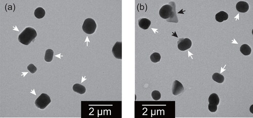 Figure 9. Electron micrographs of mixed particles of ammonium sulfate and oxalate at the weight ratio of (a) 9:1 and (b) 3:2 after exposure at 75%RH for one day. White arrows indicate parts having RR shape. Black arrows indicate thin parts, regarded as oxalate-rich.