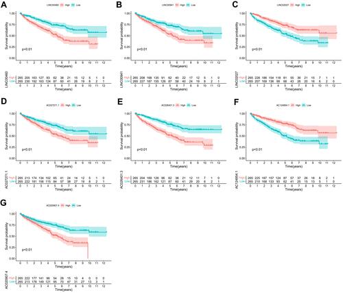 Figure 4 Kaplan–Meier survival curves of the 7 FRLs as independent prognostic factors significantly associated with OS in ccRCC patients. (A–G) Kaplan-Meier curves of LINC00460, LINC00941, LINC02027, AC027271.1, AC026401.3, AC124854.1 and AC020907.4 (p < 0.01).