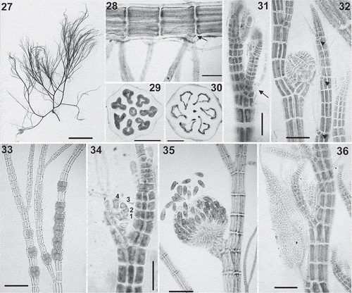 Figs 27–36. Polysiphonia schneideri: vegetative and reproductive morphology of Iberian specimens. 27. Habit of vegetative thallus. 28. Rhizoids cut off from pericentral cells (arrow). 29, 30. Cross-sections of axes with 6 or 7 pericentral cells. 31. Branches growing in the axils of trichoblasts (arrow). 32. Trichoblasts borne several segments apart (arrowheads). 33. Tetrasporangia in straight series. 34. Procarp with four-celled carpogonial branch (1–4). 35. Mature cystocarp. 36. Spermatangial branch formed at one of the branches of the first dichotomy of a trichoblast. Scale bars = 0.5 cm (Fig. 27), 100 µm (Fig. 28), 50 µm (Figs 29–32, 36), 200 µm (Figs 33, 35) and 25 µm (Fig. 34).