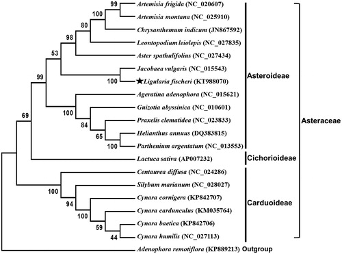 Figure 1. Maximum likelihood phylogenetic tree of L. fischeri with other 19 species based on 45 protein-coding gene sequences. Numbers in the nodes are the bootstrap values from 1000 replicates. The chloroplast sequence of Adenophora remotiflora (KP889213) in family Campanulaceae was set as an outgroup.