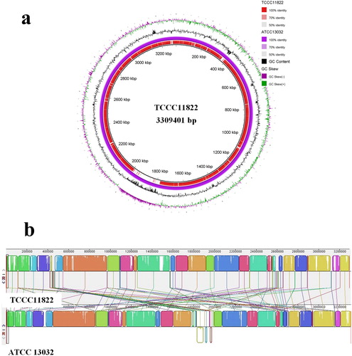Figure 2. Genome analysis of C. glutamicum TCCC 11822. (a) Genome information of C. glutamicum TCCC 11822; (b) Comparison of genome of C. glutamicum TCCC 11822 and C. glutamicum ATCC 13032.