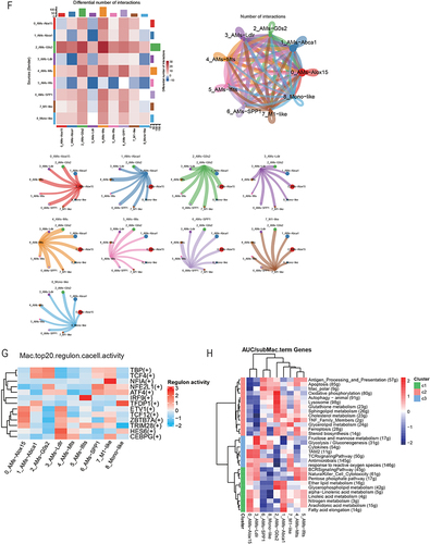 Figure 5 (A) Dot panels showing the -log10 (p-value) from the enrichment analysis of KEGG pathways for all cells. (B) Heatmap of the -log10(p-value) of GO enrichment for all cells. Violin plots indicate between-group differences in the gene-related activity of steroid biosynthesis (C), cell polar (D), and autophagy (E). (F) Cell-cell ligand-receptor network analysis. Circle network diagram of significant cell-cell interaction pathways. The arrows and edge color indicate direction (ligand: receptor), while edge thickness indicates the sum of weighted paths between populations. Heatmap of differential interactions between the Gas and NC groups. (G) Heatmap showing the regulatory activity of top TFs across the cell types. The darker the color, the stronger the regulatory activity. (H) Expression activity of selected functional gene sets across cell types was calculated using AUCell. (*P < 0.05, **P < 0.005, ****P < 0.0001, NS, no significant).