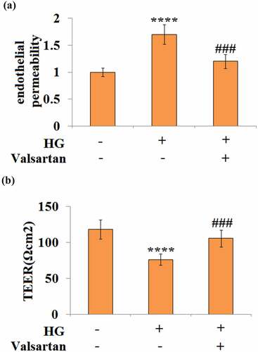 Figure 5. Valsartan ameliorated HG-induced enlargement of endothelial monolayer permeability in HBMVECs. HBMVECs were incubated with 30 mM glucose or Valsartan (5 μM). (a). Endothelial permeability; (b). The trans-endothelial electrical resistance (TEER).(****, P < 0.001 vs. control, ###, P < 0.005 vs. OGD/R, N = 5)