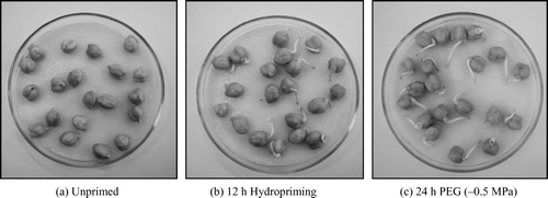 Figure 1.  Germination of chickpea seeds at 5°C at 140th hour.