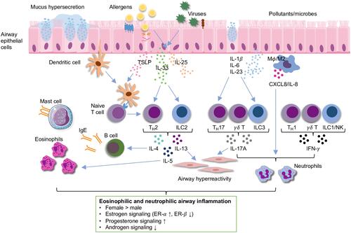 Figure 1 Schematic of eosinophilic and neutrophilic airway inflammation in asthma. Summary of sex differences and the role of sex hormone signaling in airway inflammation based on experimental evidence from human cells and animal studies are shown in the box below the schematic.