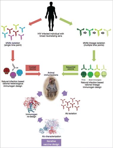 Figure 1. Schematic of rational HIV immunogen design based on natural infection. Env glycoprotein immunogens are rationally designed based on Abs isolated from an HIV infected individual that displays broad neutralization. Vaccine strategies entail cocktail vaccination to elicit bNAbs against a conserved site among different Env proteins. Or sequential vaccination with Env immunogens designed based on a developing bNAb lineage. Subsequent animal immunizations with the designed Env proteins and iterative vaccine design will guide optimization of the immunogen through isolation and characterization of NAbs from immunized animals, providing detailed knowledge on germline usage and target epitope. Which will in turn improve the Env protein immunogen design, improving it to elicit bNAbs.