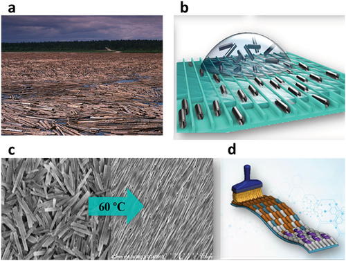 Scheme 2. A photograph of wood logs aggregation in a river stream and halloysite nanotube orientation in microchannels (a, b), halloysite randomly oriented and aligned at the dried droplet edge (c), and brush ordering of clay nanotubes (d). Scheme 2d reproduced with permission from [Citation17], copyright by Wiley 2019.