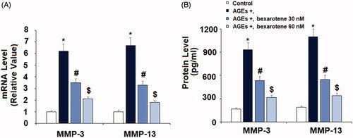 Figure 5. Bexarotene inhibits AGE-induced expressions of MMP-3, and MMP-13. (A). mRNA of MMP-3 and MMP-13; (B). Protein of MMP-3 and MMP-13 (*, p < .01 vs. vehicle group; #, p < .01 vs. AGE group; $, p < .01 vs. AGE + 30 nM bexarotene, n = 5–6).