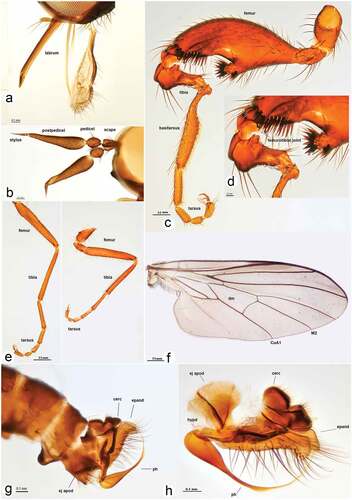 Figure 3. Rhamphomyia aquila sp. nov., male. (a) Mouth parts; (b) antennae; (c–d) legs, male hind leg with deformed femorotibial joint, enlarged view; (e) fore and mid legs; (f) male fore wing with labelled discal cell (dm), cubitus (CuA1) and medial veins (M2); (g–h) male genitalia, cercus (cerc), ejaculatory apodeme (ej apod), epandrium (epand), hypandrium (hypd), phallus (ph).