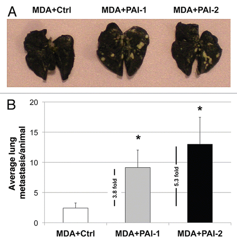 Figure 12 Fibroblasts overexpressing PAI-1 or PAI-2 increase lung metastasis. MDA-MB-231 cells were co-injected with fibroblasts in the tail vein of nude mice. After 7 weeks, the lungs were insufflated with India ink dye and the number of metastases was counted. (A) Representative images of lung metastasis for each group are shown. (B) Quantification of lung metastasis. Note that fibroblasts overexpressing PAI-1 or PAI-2 significantly increased the number of MDA-MB-231 lung metastases (∼3.8 and 5.3 fold, respectively) as compared with controls. An asterisk indicates that p ≤ 0.05. Ctrl, fibroblasts containing empty vector alone; PAI-1, fibroblasts overexpressing PAI-1; PAI-2, fibroblasts overexpressing PAI-2; MDA, MDA-MB-231 (GFP+).