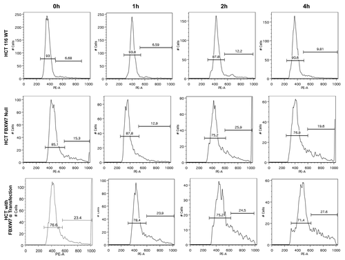 Figure 6. FBXW7 deficiency leads to polyploidy. Indicated wt and FBXW7−/− HCT116 cells were synchronized to the G2→M phase by nocodazole. Cell samples, at labeled time points after release from nocodazole block, were stained with propidium iodide (PI) and analyzed by FACS for DNA content. DNA content histograms are shown for the time points as labeled.