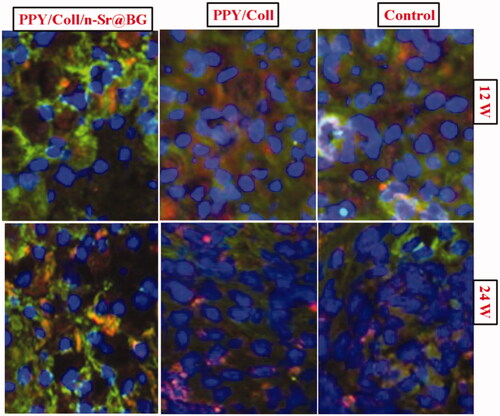 Figure 6. Rejuvenated sciatic nerve stained with immunofluorescence staining in different groups at 12 and 24 weeks post operation.