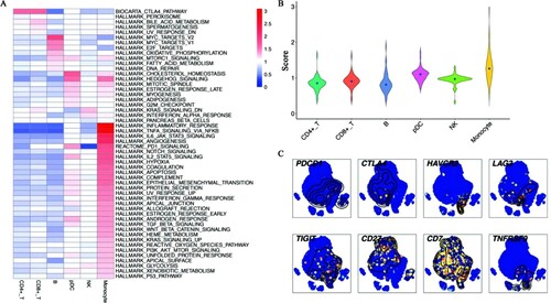 Figure 3. Heterogenous pathway activities and the transcript levels of immune checkpoints (A) The heatmap for pathway activities of all cell subpopulations. Red represented high viability and blue represented low activity. Monocytes up-regulated several immune pathways during infection. (B) The violin diagram showed the average score of pathways among all immune cells. Monocytes showed the highest pathway activity. (C) t-SNE identified the single-cell expressions of immune checkpoints and costimulatory molecules. High expression was in yellow and red nodes, while low expression was drawn in blue.