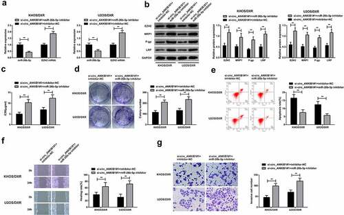 Figure 5. MiR-26b-5p inhibition reverses the suppressive effect of circ_ANKIB1 against DXR-resistant.