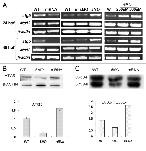 Figure 4. Atg5 expression is regulated by itself protein in feedback inhibition. Embryos were injected 5MO, sMO or atg5 mRNA at 1–4 cell stage and collected for the detection. (A) RT-PCR results show that atg5 transcription level was down- or upregulated by atg5 mRNA or 5MO, sMO injection at 24 hpf and 48 hpf respectively, but atg12 was not affected. (B) Western blot results indicate that ATG5 protein (ATG5-ATG12 conjugate) down- or upregulated by 5MO or atg5 mRNA injection respectively at 48 hpf embryos, which is opposite to atg5 transcription. Anti-ATG5 antibody was diluted at 1:500 (Abcam, ab54033). misMO was as an injection control, β-ACTIN as a loading control, and WT as an untreated control. (C) Western blotting results show that the ratio of LC3B-II/LC3B-I is regulated by ATG5 protein at 48 hpf embryos, WT as a control. Anti-human LC3B antibody (Sigma, L7543) was diluted at 1/500.