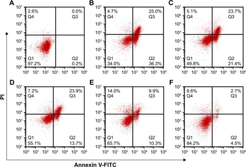 Figure 6 Quantitative analysis of apoptotic C6 cells using Annexin V-FITC and PI flow cytometry assay at 48 h after different treatments.Notes: BCL-2 siRNA concentration: 20 nM. TMZ dose: 120 μg. Q1: normal viable cells; Q2: early-stage apoptotic cells; Q3: late-stage apoptotic cells; Q4: necrotic cells. (A) Control, (B) TMZ-FaPEC@siRNA, (C) TMZ-PEC@siRNA, (D) TMZ-FaPEC@SCR, (E) FaPEC@siRNA, and (F) free TMZ.Abbreviations: FITC, fluorescein isothiocyanate; PI, propidium iodide; SCR, scramble siRNA; TMZ, temozolomide.