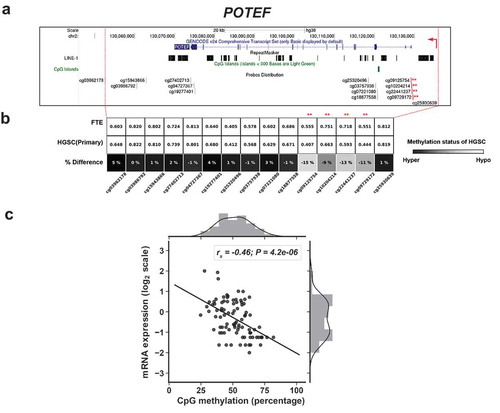 Figure 5. 5’ hypomethylation of POTEF in HGSC and correlation with gene expression. (a) UCSC Genome Browser data showing POTEF structure, LINE1 (L1) sequences, CpG islands (CGI), and Illumina 450K CpG sites. Asterisks indicate CpG sites with hypomethylation in HGSC and used for comparison with gene expression. Broken red arrow represents the direction of the transcript. (b) 450K methylation data for POTEF CpG sites in FTE (N = 6) and primary HGSC (N = 80). CpG sites selected for comparisons with gene expression indicated with asterisks. Shading indicates the extent of hypomethylation in HGSC (see key). (c) POTEF expression vs. 5’ methylation in HGSC (primary and recurrent), using the averaged methylation of the asterisked CpG sites shown in panels B and C. Spearman correlations and p-values are indicated (N = 90). mRNA expression values are FPKM normalized and log2 transformed.