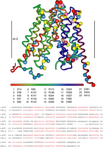 Figure 1.  Homology model of rat MCT1 based on the E. coli glycerol 3-phosphate transporter (1PW4) template. The ribbon is coloured from red to purple along the sequence according to the horizontal bar (N to C). The numbered residues refer to those discussed in the text. Acidic residues (Asp, Glu) are represented by red spheres at the C-alpha position, basic residues (Arg, Lys) by blue spheres, histidine by pink spheres and aromatic residues frequently found at the phospholipid interface (Tyr, Trp) in yellow. Phe306, that is known to be in the substrate-binding pocket, is shown in brown. The black vertical bar measures 30 Å and marks the ‘best guess’ position of the lipid bilayer. The sequence alignment of rat MCT1 with the E. coli glycerol 3-phosphate transporter used to generate the model is shown beneath the model. Lower case letters refer to residues not built in the model and residues not present in the 1PW4 crystal structure respectively. Sequence in red refers to TM-helices in the template and predicted by TMHMM in the target sequence.