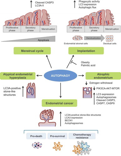 Figure 3. Illustration of the principal autophagy-related function into the human endometrium. Autophagy has a crucial role in both normal and pathological endometrium and has been linked to endometrial cancer development