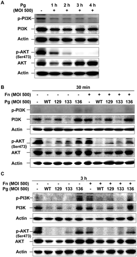 Figure 4. P. gingivalis inactivates the PI3K/AKT pathway in a gingipain-dependent manner. (A) HOK-16B cells were infected with wild-type P. gingivalis at a MOI of 500 for the indicated time. (B) and (C) HOK-16B cells were infected with wild-type P. gingivalis or gingipain mutants in the presence or absence of F. nucleatum at a MOI of 500 for 30 min (B) or 3 h (C). The levels of phosphorylated and total forms of PI3K and AKT were analyzed by immunoblot analysis. Fn, F. nucleatum; Pg, P. gingivalis; WT, P. gingivalis ATCC 33277; 129, KDP129 (kgp−); 133, KDP133 (rgpA− rgpB−); 136, KDP136 (kgp− rgpA− rgpB−).