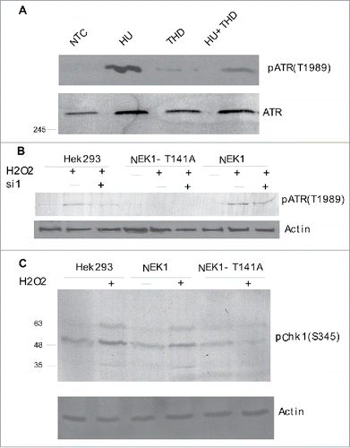 Figure 7. (A) The activation of ATR (autophosphorylation at T1989) after 6h incubation with hydroxyurea (HU) is strongly reduced by concomitant addition of the TLK1 inhibitor, thioridazine (THD, 10 µM). (B) Activation of ATR (pATR-T1989) is impaired following 1h incubation with 0.2 mM H2O2 in cells expressing NEK1-T141A in contrast to wt-NEK1 expressing cells. Where indicated, siRNA to nek1 (si1) was added 24h before H2O2. (C) Activation of Chk1 (pChk1-S345) is reduced in cells overexpressing NEK1-T141A.