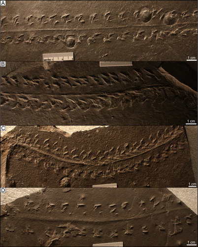 Figure 17. Unassigned “xiphosurid” tracks: A-B) UCM 1752 (AMNH 13108; counterpart to UCM 1740 (AMNH 6003) C) UCM 1119 (AMNH 5950) D) UCM 723 (AMNH 5959).