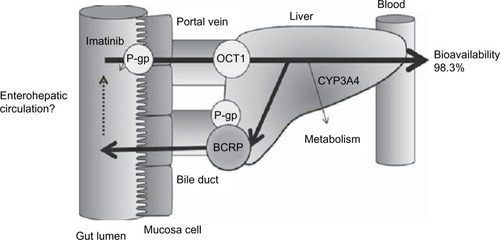 Figure 1 Schematic diagram of the transport and metabolism of imatinib.
