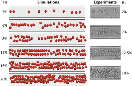 Figure 1. Simulations of RBC flow. Left: long-time RBC flows in a periodic 30 micron-wide channel with increasing Ht. The solid and dashed lines refer to wall and periodic boundary conditions, respectively.Right: Typical images from the experiments.