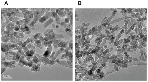 Figure 1 Transmission electron microscopy of hydroxyapatite nanoparticles synthesized at (A) 140°C (n-HA1) and (B) 80°C (n-HA2).Abbreviation: n-HA, nanohydroxyapatite.