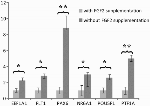 Figure 1.  Effect of long-term hESC culture without exogenous FGF2. The pooled analysis revealed a significant up-regulation of six genes related to endothelial (FLT-1 and PTF1A-p48), neuronal cells (PAX6 and NR6A1), as well as pluripotency (POU5F1) and cancer related genes when up-regulated (EEF1A1). Relative quantity was calculated by ddCt method for each sample, from the mean of four replicates. Error bars: SEM: standard deviation of the mean, Significance: *P < 0.05, **P < 0.01