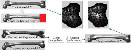 Figure 17. Example of generating the anatomically suitable femur model when a part of the bone was damaged. Assuming the condyle part of the test model D was damaged, in order to generate the closest model in which the condyle part could be restored to the normal shape, morphological parameters on undamaged regions were used as input condition, among which the definition of femur length was adjusted accordingly. Then the group average model P and the best matching model E were selected to perform global interpolation, and combining with regional deformation to modify details, the closest model N was generated.