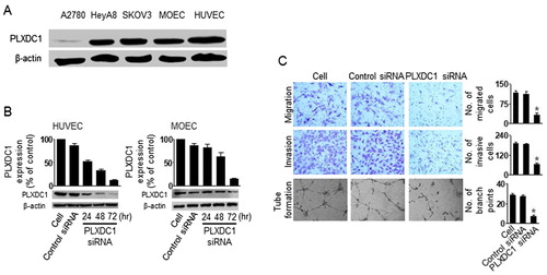 Figure 3. The biological effect of PLXDC1 in HUVEC cells. (A) Expression of PLXDC1 in ovarian tumor cells or endothelial cells. (B) PLXDC1 silencing using PLXDC1 siRNA in endothelial cells. (C) Invasion, migration, and tube formation in HUVEC cells following PLXDC1 silencing. Error bars represent SEM; *p < .05.