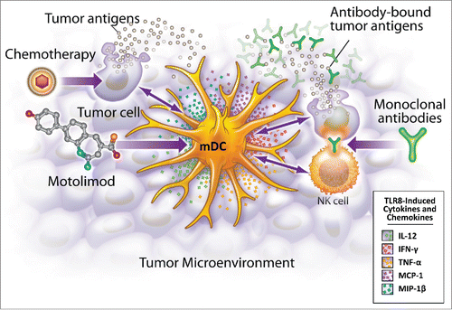 Figure 1. Motolimod is a selective TLR8 agonist that activates myeloid dendritic cells (mDC), resulting in the production of mediators that recruit and activate other inflammatory cells in the tumor microenvironment. Additionally, motolimod increases NK mediated antibody-dependent cell-mediated cytotoxicity (ADCC), and augments the presentation of tumor-derived antigens to the adaptive immune system.