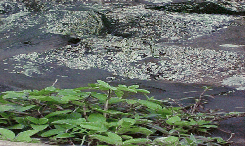 Figure 1.  K. pinnata growing beside proterozoic rocks with the L. sipmanianum in Beragala, Sri Lanka.