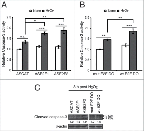 Figure 6. E2F1 and E2F2 reduce apoptotic response after genotoxic stress. SH-SY5Y cells transfected with 1 μM of the specified ODN and treated with H2O2. (A and B) Cell lysates examined for caspase-3 activity 24 h post-H2O2. (C) Western blot of anti-cleaved caspase-3 8 h post-H2O2. The numbers under the bands indicate cleaved caspase-3 quantitation normalized to β-actin and control ODN. In (A and B), data represent the mean±S.E.M. of 4 independent experiments performed in duplicate. One-way ANOVA, Tukey's: *P < 0.05, **P < 0.01, *** P < 0.001, n.s. not significant. DO, decoy oligodeoxynucleotide.