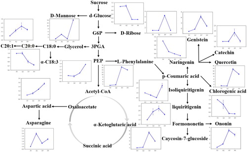 Figure 8. Mapping of specific metabolites (MC) involved in metabolic pathways during morphogenesis of A. membranaceus cotyledon. The line chart indicates changes of metabolites from A1 to A4 under light.