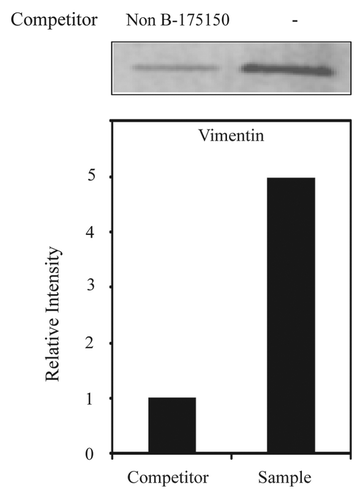 Figure 4. Identification of vimentin as a 175–150 RNA binding protein using a competitor via western blot analysis of purified RBPs performed with anti-vimentin antibodies. Vimentin protein levels were measured in NS20Y cells by western blotting after purification. Signal intensities were analyzed using ImageQuant 5.2 software.