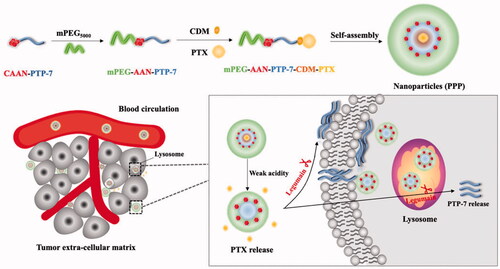 Figure 1. Schematic illustration of PTX and therapeutic peptide PTP-7 co-delivery nano-system could both response to tumor acidity and highly expressed legumain environment.