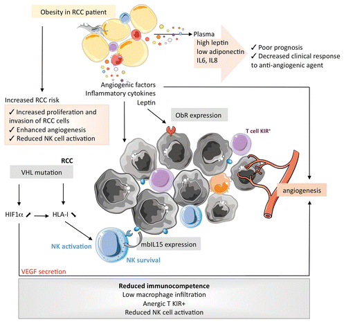 Figure 3. Specific impact of obesity on the proliferation of clear cell renal cell carcinoma and the characteristics of its microenvironment. HIF1α, hypoxia-inducible factor 1α; IL, interleukin; IL15R, IL-15 receptor; KIR, killer-cell immunoglobulin-like receptor; mb, membrane-bound; NK, natural killer; ObR, obesity (leptin) receptor; RCC, renal cell carcinoma; s, soluble; VHL, von Hippel-Lindau tumor suppressor, E3 ubiquitin protein ligase.