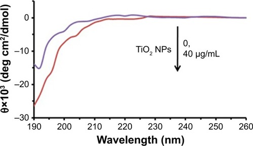Figure 6 CD signals of tau in the absence and presence of TiO2 NPs at room temperature.Abbreviations: NPs, nanoparticles; TiO2, titanium dioxide.