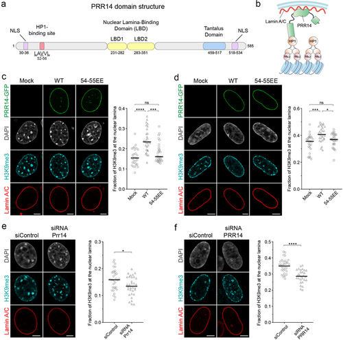 Figure 1. PRR14 tethers H3K9me3-modified heterochromatin to the nuclear lamina. Schematic illustrations of (a) PRR14 domain organization, functional motifs and (b) mechanism of heterochromatin tethering to the nuclear lamina. Amino acid residues in (A) refer to human protein coordinates. NLS, nuclear localization signal. (c-d) Representative confocal images of (c) murine NIH/3T3 and (d) human IMR-90 cells expressing GFP-tagged PRR14 constructs (green): wildtype (WT) or mutant V54E, V55E (54-55EE) and stained for H3K9me3 (cyan) and Lamin A/C (red). DAPI counterstain shown in gray. Dot plots show the fraction of H3K9me3 signal at the nuclear lamina. n ≥ 30 cells per condition. Lines on dot plot show median values. (e-f) Representative confocal images of (e) NIH/3T3 and (f) IMR-90 cells transfected with control or Prr14-specific siRNAs and stained as in panels C and D. Dot plots show the fraction of H3K9me3 signal at the nuclear lamina. n ≥ 30 cells per condition. Lines on dot plots show median values. Fraction of the H3K9me3 signal at the nuclear lamina was calculated using a nuclear lamina mask created with the Lamin A/C signal. Statistical analysis was performed using ANOVA Kruskal–Wallis test with Dunn’s multiple comparisons and Mann–Whitney test; ****p < 0.0001, ***p < 0.001, *p < 0.05, ns: not significant. Scale bars 5 μm.