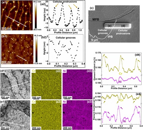 Figure 2. (a1, b1) Atomic force microscope (AFM) topographical maps and (a2, b2) corresponding profiles along the white arrows in (a1, b1). (c) SE image illustrating the location of TEM foil. (d1, e1) Bright field (BF) images demonstrating the dislocation structures of (d1) cellular protrusion and (e1) cellular groove regions. (d2, d3, e2, e3) energy dispersive spectroscopy (EDS) maps showing the chemical information of (d2, d3) cellular protrusion and (e2, e3) cellular groove regions. (d4, e4) EDS profiles along the white arrows in (d1, e1), respectively.