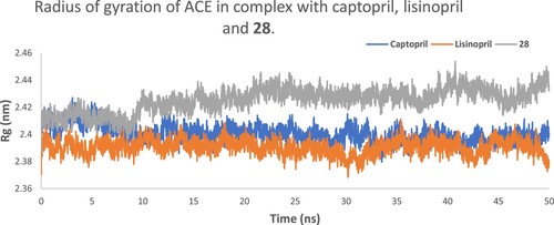 Figure 11. The radius of gyration of ACE in complex with captopril, lisinopril and 28.