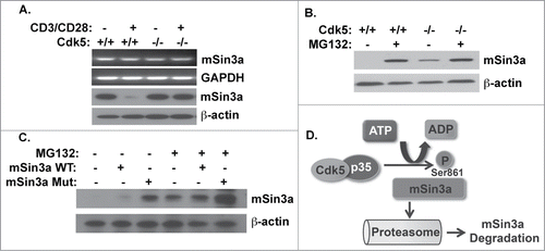 Figure 4. Cdk5 phosphorlyation of mSin3a at Serine861 disrupts the expression of the mSin3a protein. (A) RNA and protein expression for mSin3a were examined with semi-quantitative RT-PCR and Western blot analysis in wild type (Cdk5+/+) T cells or Cdk5−/- T cells with or without anti-CD3/CD28 activation. (B) mSin3a protein expression in either Cdk5+/+ or Cdk5−/- T cells treated with or without the proteasome inhibitor MG132 for 8 hrs. (C) Protein expression for mSin3a were examined in anti-CD3/CD28 activated Jurkat cells transfected with either Wild-type (WT) or mutant (MUT) mSin3a plasmids. Cells were treated in the presence or absence of the proteasome inhibitor MG132. (D) Schematic diagram depicting phosphorylation of the Serine861 residue on mSin3a by Cdk5 and the resultant proteasomal degradation of mSin3a.