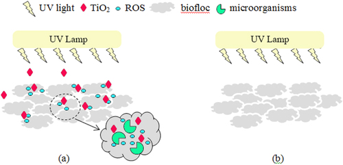 Figure 2. Schematic representation of TiO2-bioflocs interaction in an aerobic-sequencing batch reactor, (a) with TiO2 and UV light, the photocatalytic TiO2 nanoparticles dispersed in the bioflocs and ROS generated from UV illumination of the nanoparticles diffuse into the bioflocs and come into contact with the microorganisms; and (b) without TiO2, there is no exposure of TiO2 and ROS on the microorganisms.