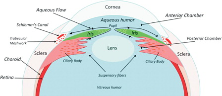 Figure 1. The structures of the eye and formation of aqueous humor.